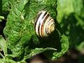 2014-0704_1415_Snail_25,7C
